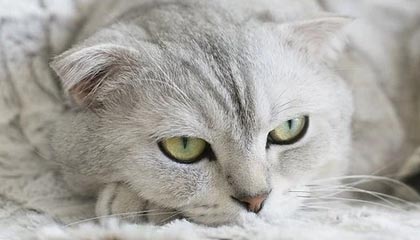 什么卡是打电销？电销企业为什么选择电销卡？